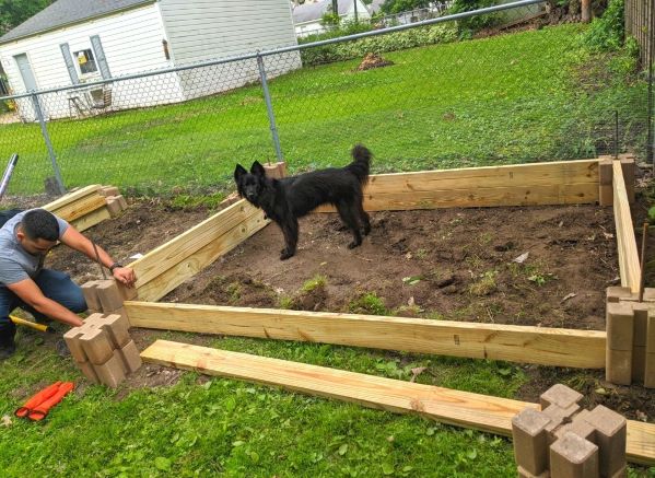 Man putting together a raised garden bed with a dog next to him