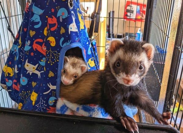 2 ferrets in hanging hammock, one is just several months old, the other one is an . Both are looking at the camera