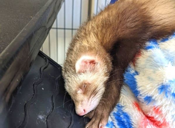 Baby ferret sleeping half out of a hammock