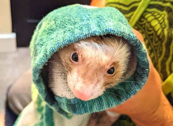 Baby ferret wrapped in a towel