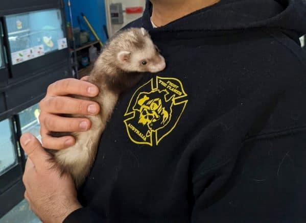 Baby sable ferret being held in a pet store