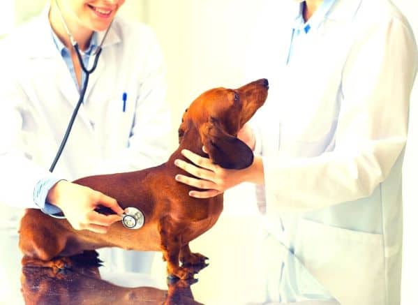Dachsund being examined by two vets