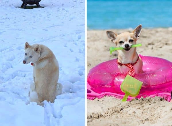 Husky in snow, chihuahua on the beach