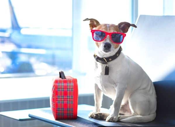Jack Russel in an airport with a small suitcase by a window. There's an airplane in the background