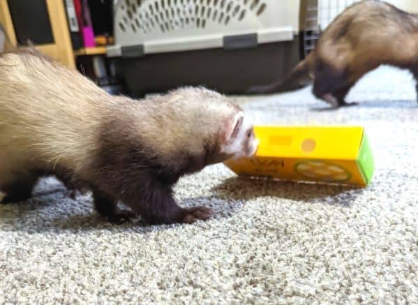 Light sable colored ferret moving an MCD's apple pie box with her nose