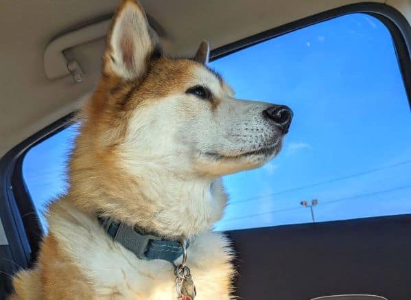 Medium size dog sitting in car