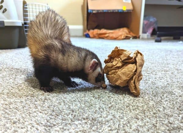 ferret looking for treats in a ball of paper