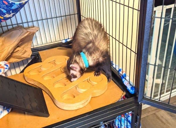 Sable colored ferret playing with a wooden feeder puzzle in his cage