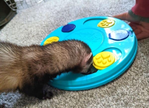 Sable ferret playing with a feeder puzzle