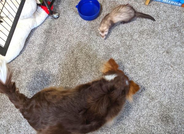 Small brown dog playing with a baby ferret