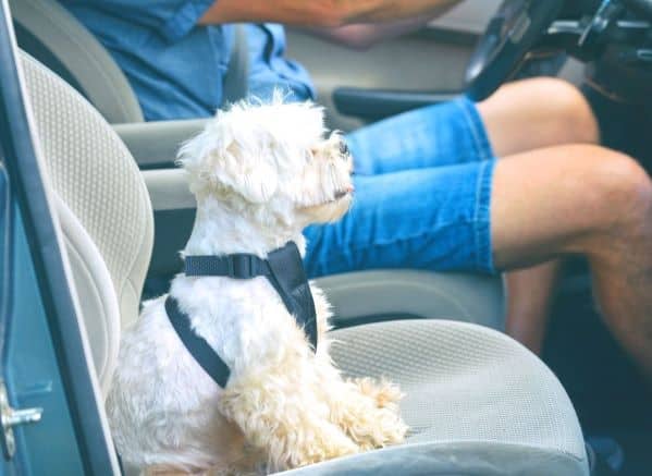 Small white dog sitting in the passenger seat of the car