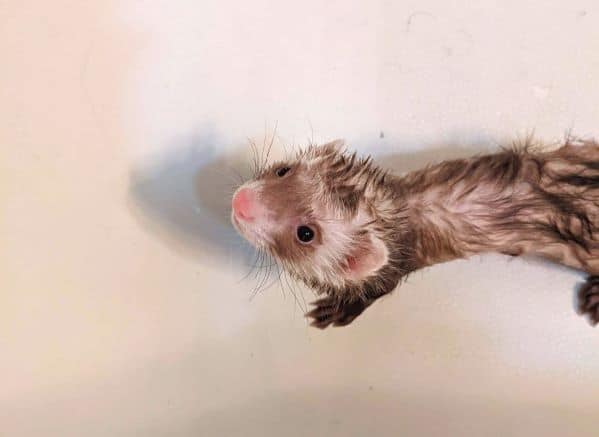 Wet baby ferret in a bathtub