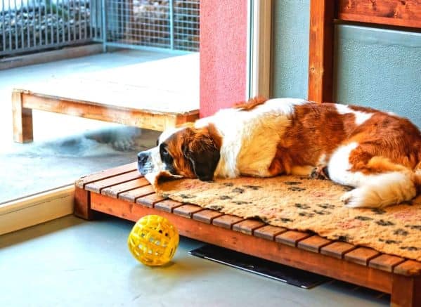 saint bernard laying on a bed in a kennel