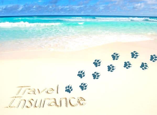 travel insurance written on beach with dog paw prints next to it
