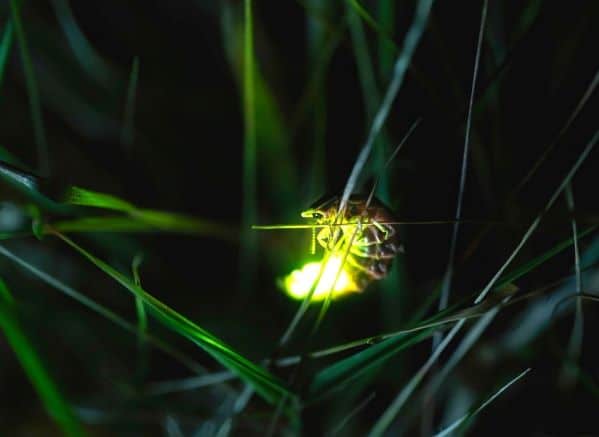A firefly on a blade of grass