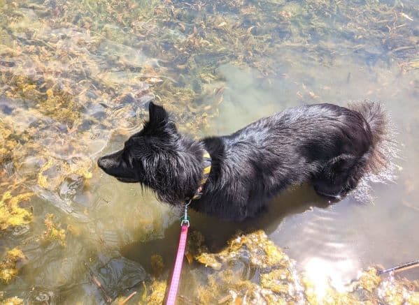 Black dog wading in water