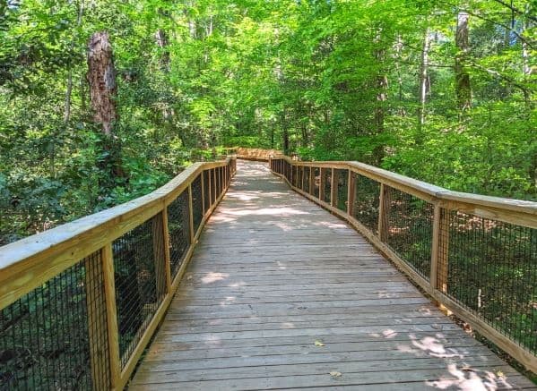 Boardwalk Trail in Congaree National Park