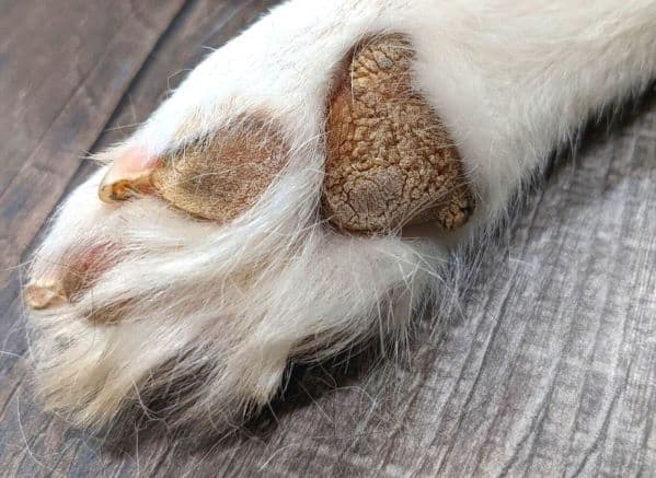 Close up of the bottom of a dog foot