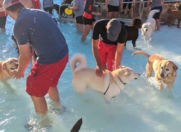 Crowd of people and dogs in a public pool