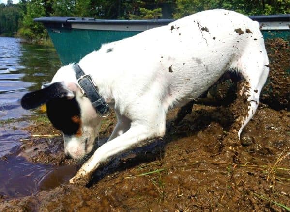 Dog digging in dirty water