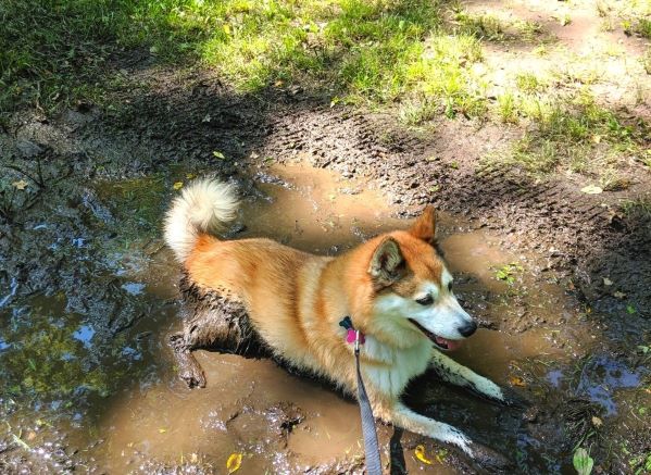 Dog laying in a mud pit