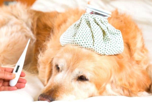 Dog with ice on head and a thermometer held near his head