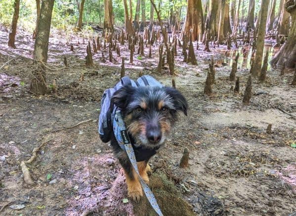 Small dog standing on a log in front of numerous trees and water in Congaree National Park