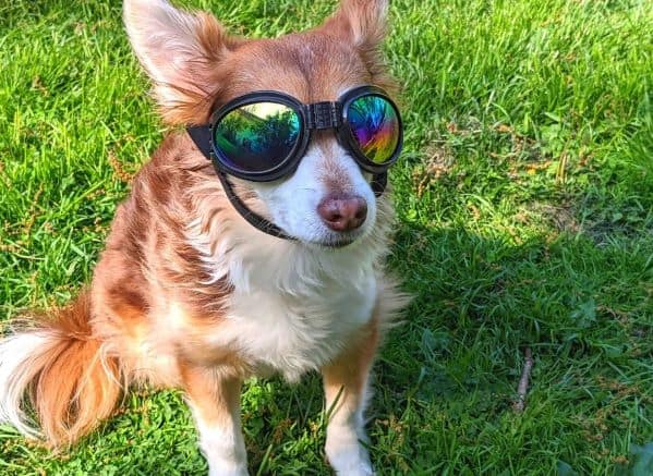 Small dog wearing sunglasses sitting in the grass