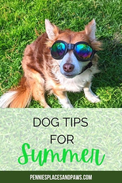 Summer Tips for Dogs pin for Pinterest
