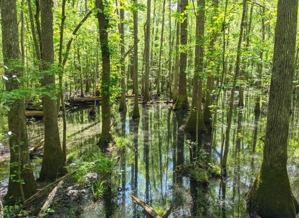 Trees growing out of the water in Congaree National Park