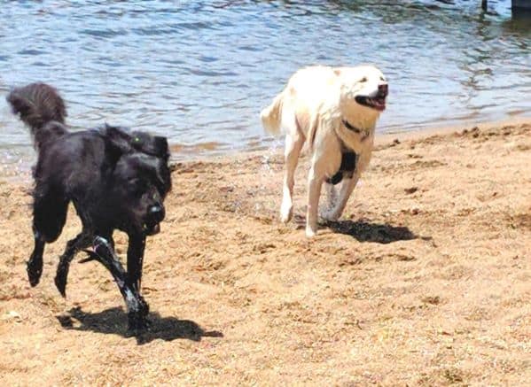 Two dogs running out of a lake on a beach