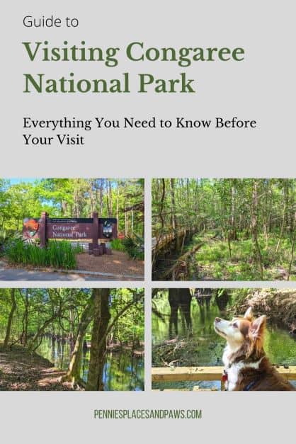Visiting Congaree National Park pin
