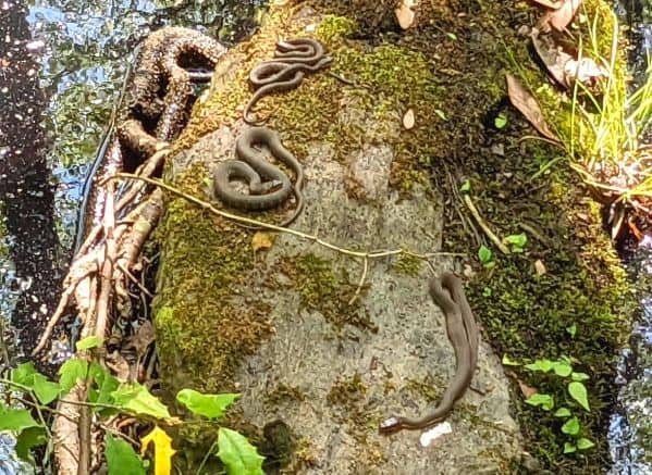 several snakes curled up on a log in Congaree National Park
