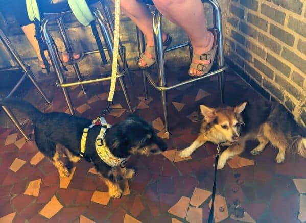 two-small-dogs-laying-near-chairs-inside-Drip-Coffee