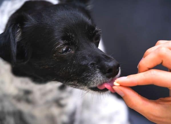 Dog taking a pill from a hand