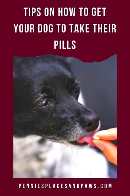 How to Get Your Dog to Take Pills Pin for Pinterest
