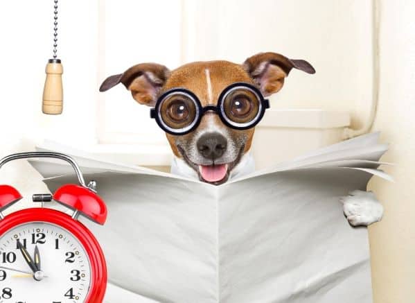 dog reading a newspaper wearing glasses next to an alarm clock in a bathroom