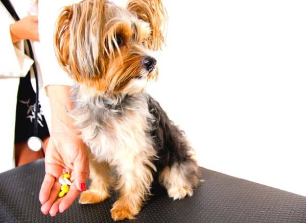 Yorkie turning its head away from a hand of pills