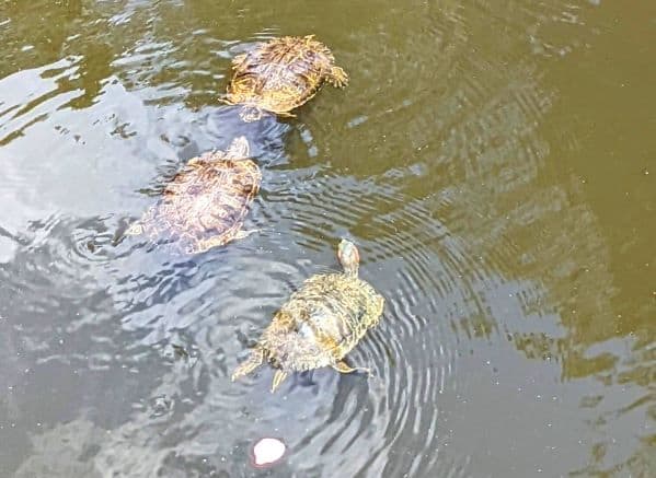 3 turtles swimming in a pond