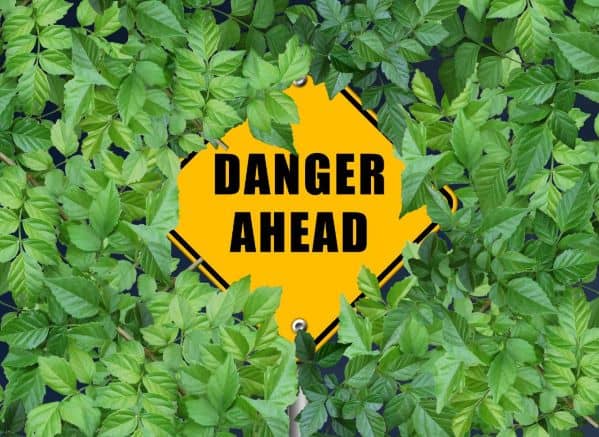 Danger Ahead Sign surrounded by leaves