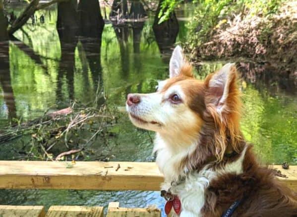 Dog looking up with water behind him while sitting on wooden boardwalk