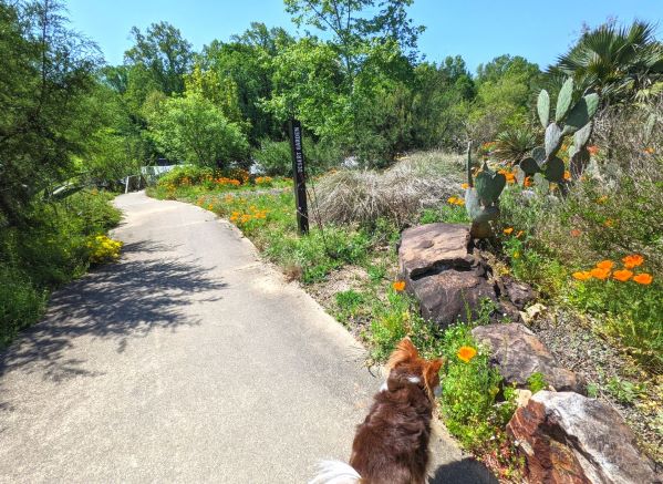 Small doog walking on a paved path in South Carolina Botanical Garden next to some orange flowers