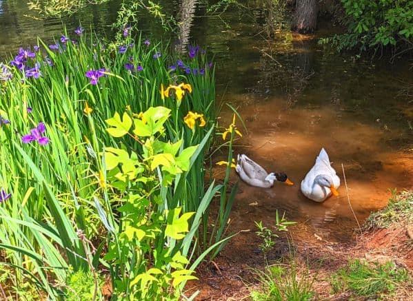 Ducks at a Duck Pond in South Carolina Botanical Garden