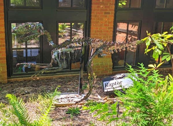 Raptor skeleton set up in the Jurassic Garden at SC Botanical Garden