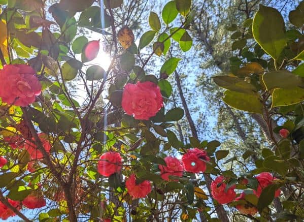 Sunlight filtering through pink flowers