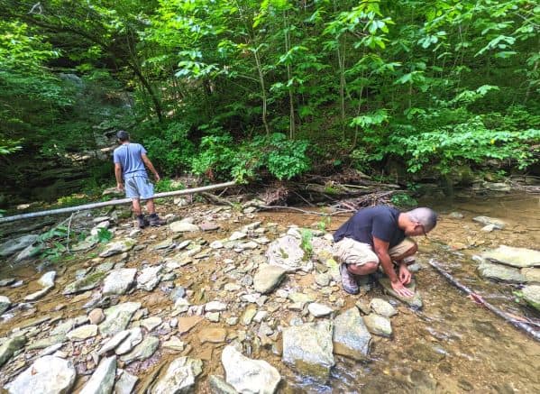 2 men searching a shallow creek for salamanders