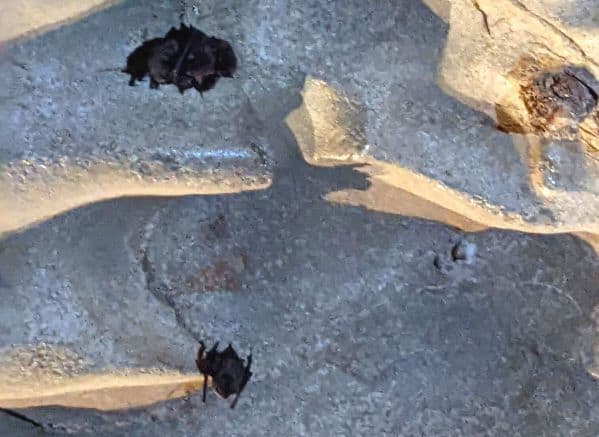 Bats hanging in Carter Caves Park