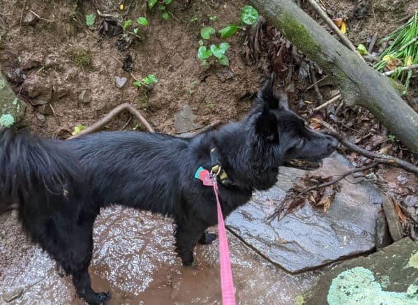 Black dog on leash standing in a creek in Bluestone State Park