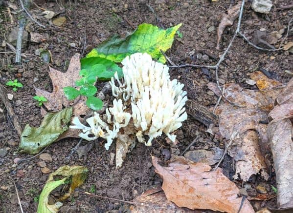Coral Fungi in Bluestone State Park