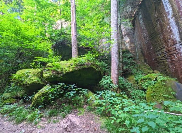 Moss covered boulders in the forest of Carter Caves State Park